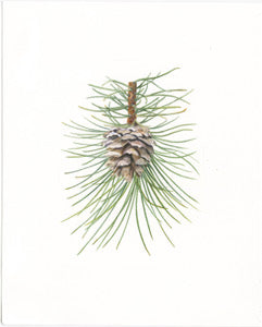 Pine Cone Watercolor Card - Patti Corning