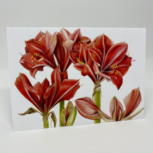 Load image into Gallery viewer, Red Amaryllis Watercolor Card - Patti Corning