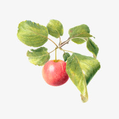 Apple Branch Watercolor Card - Patti Corning