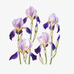 Purple Irises Watercolor Card - Patti Corning