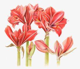 Red Amaryllis Watercolor Card - Patti Corning