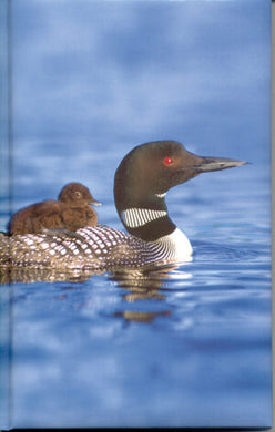 Loon Journal