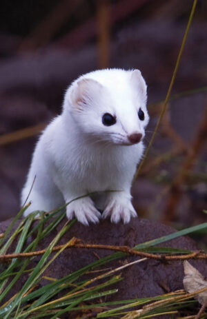 Short-Tailed Weasel Journal