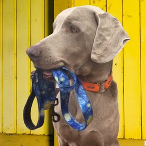 Hit the trails in style with AdventureUs fun & funky dog leashes.