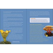 Load image into Gallery viewer, Begin identifying and collecting seven edible mushrooms with this trusted guide for beginners!  This excellent book includes:  A look at 7 wild, edible mushrooms Checklist-based approach to confirm mushroom identities Toxic species details to watch for and avoid Tasty recipes Advice on foraging skills